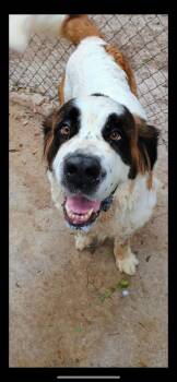 Rescue Saint Bernard Dogs for Adoption in Magnolia, Texas - Bella | PetCurious