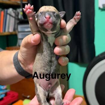 Augurey -  Mixed Breed Dog for Adoption in Spring Hill, Kansas - Augurey | PetCurious
