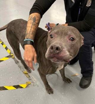 Rescue Pit Bull Terrier and Mastiff Dogs for Adoption in Charlotte, Michigan - Caesar | PetCurious