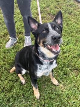 Bandit -  Australian Cattle Dog Blue Heeler Dog for Adoption in Winchester, Virginia - Bandit | PetCurious