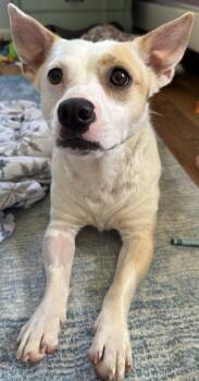Mixed Breed Dogs Available for Adoption in Lansing, Michigan - Buddy (26-092 D) | PetCurious