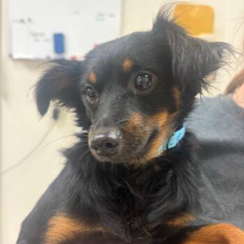 Kong -  Mixed Breed Dog for Adoption in Pekin, Illinois - Kong | PetCurious