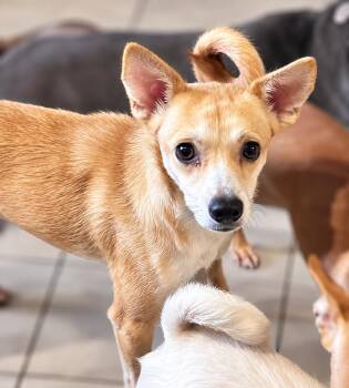 Chiqui -  Chihuahua and Mixed Breed Dog for Adoption in Saugus, Massachusetts - Chiqui | PetCurious