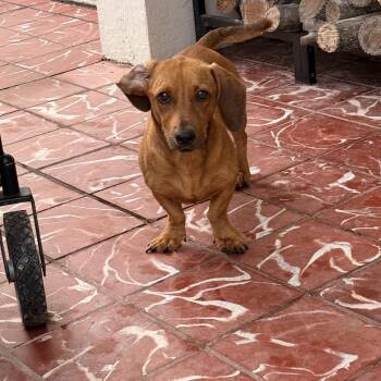 Dachshund Dogs Available for Adoption in La Feria, Texas - Ziggy | PetCurious