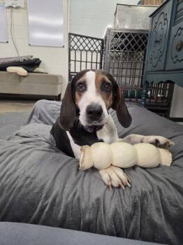Treeing Walker Coonhound Dogs Available for Adoption - Blueberries | PetCurious