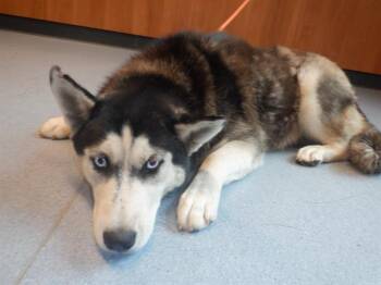 Rescue Siberian Husky Dogs for Adoption in San Jose, California - ZOYA | PetCurious