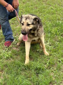 Sky -  German Shepherd Dog Dog for Adoption in Louise, Texas - Sky | PetCurious