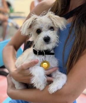 Dipper -  Terrier Dog for Adoption in Pasadena, California - Dipper | PetCurious