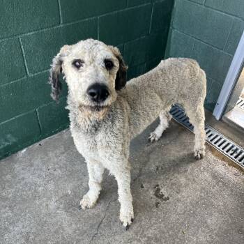 Rescue Standard Poodle Dogs for Adoption in Carencro, Louisiana - Stu | PetCurious