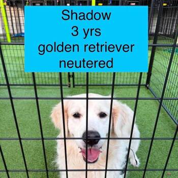Shadow -  Golden Retriever Dog for Adoption in Tampa, Florida - Shadow | PetCurious