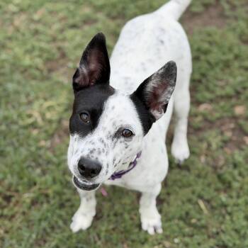 Bindi -  Australian Cattle Dog Blue Heeler Dog for Adoption in Coachella, California - Bindi | PetCurious