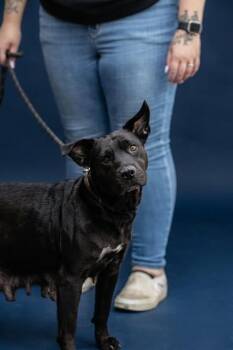 MIDNIGHT -  Basset Hound and Labrador Retriever Dog for Adoption in Belleville, Illinois - MIDNIGHT | PetCurious
