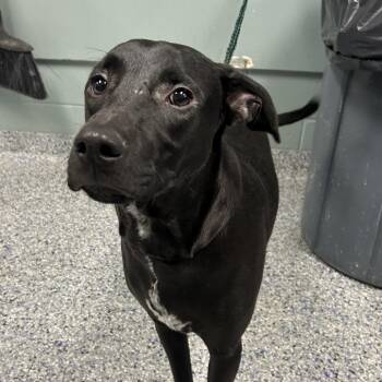 Black Labrador Retriever Dogs Available for Adoption - Jack | PetCurious