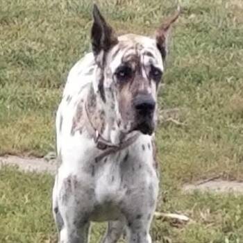 Mirage -  Great Dane Dog for Adoption in Hiawatha, Kansas - Mirage | PetCurious