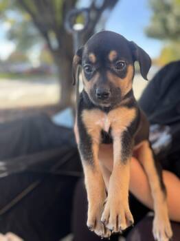 Winnie -  Hound Dog for Adoption in Holly Springs, North Carolina - Winnie | PetCurious