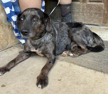 Patsy -  Catahoula Leopard Dog Dog for Adoption - Patsy | PetCurious