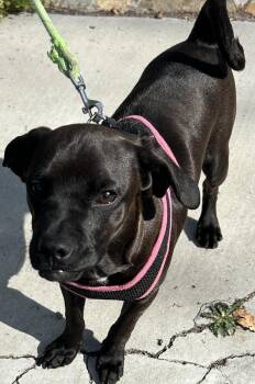 Pug and Dachshund Dogs Available for Adoption - CINDY  | PetCurious