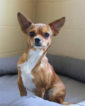 Chihuahua and Mixed Breed Dogs Available for Adoption in Chula Vista, California - BERTA | PetCurious