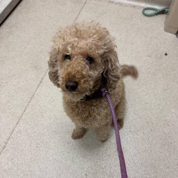 Babbs -  Poodle Dog for Adoption in Murray, Utah - Babbs | PetCurious