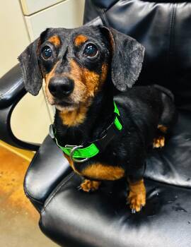 Dachshund Dogs Available for Adoption in Council Bluffs, Iowa - Buddie  | PetCurious