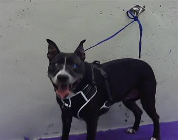 LULU -  Staffordshire Bull Terrier and Mixed Breed Dog for Adoption in Houston, Texas - LULU | PetCurious