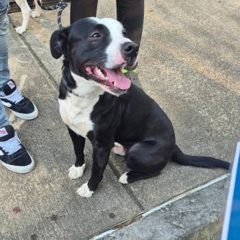 Mixed Breed Dogs Available for Adoption - 3/14/2026-Stray-ForrestRoad | PetCurious