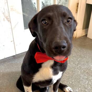 Border Collie and Labrador Retriever Dogs Available for Adoption - Craig | PetCurious