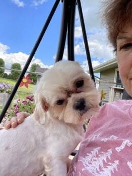 Wesley -  Shih Tzu and Mixed Breed Dog for Adoption in Oak Creek, Wisconsin - Wesley | PetCurious