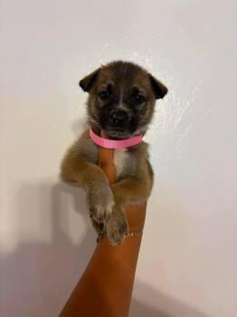 Chai -  German Shepherd Dog Dog for Adoption in Lodi, California - Chai | PetCurious