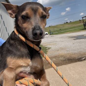 Abraham -  Manchester Terrier and Mixed Breed Dog for Adoption in Tulsa, Oklahoma - Abraham | PetCurious