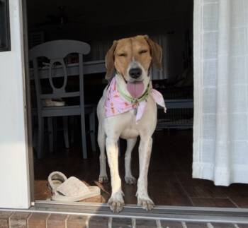 Rescue Hound and Beagle Dogs for Adoption in Savannah, Georgia - Lilo | PetCurious