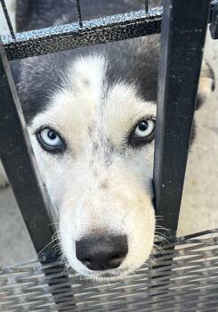 Rescue Siberian Husky Dogs for Adoption in Tracy, California - Skye | PetCurious