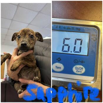 Rescue Rat Terrier and Chihuahua Dogs for Adoption - Sapphire | PetCurious