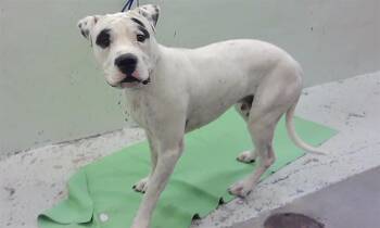 GHOST -  Dogo Argentino and Mixed Breed Dog for Adoption in Houston, Texas - GHOST | PetCurious