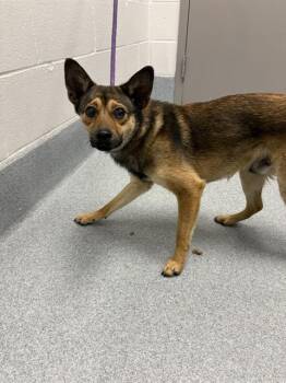 SIR -  Australian Kelpie and Mixed Breed Dog for Adoption in Indianapolis, Indiana - SIR | PetCurious