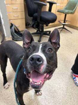 Rescue Mixed Breed Dogs for Adoption in Munster, Indiana - Kane | PetCurious