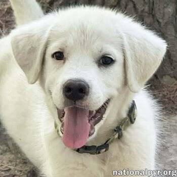 Argos in OH - Confident, Silly & Sweet -  Great Pyrenees Dog for Adoption in Beacon, New York - Argos In OH - Confident, Silly & Sweet | PetCurious