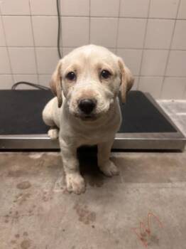 Kilo -  Yellow Labrador Retriever Dog for Adoption in Estes Park, Colorado - Kilo | PetCurious