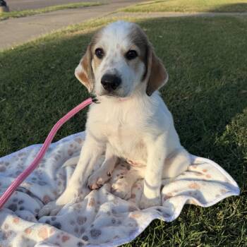 Ivy -  Great Pyrenees Dog for Adoption in Harlingen, Texas - Ivy | PetCurious