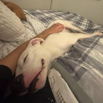 Pit Bull Terrier Dogs Available for Adoption - Slim Shady | PetCurious