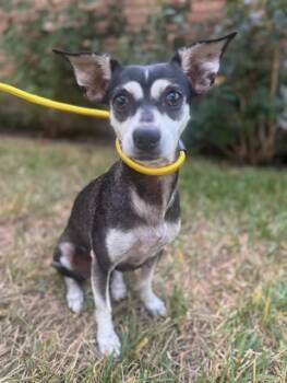 Rescue Chihuahua Dogs for Adoption in Houston, Texas - Ruby | PetCurious