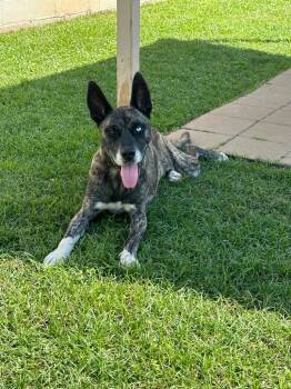 Rescue Husky and Mixed Breed Dogs for Adoption in Belton, Texas - Buddy** | PetCurious