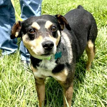Eddie -  Feist and Miniature Pinscher Dog for Adoption in Sequatchie, Tennessee - Eddie | PetCurious