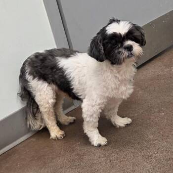 Shih Tzu Dogs Available for Adoption in Chattanooga, Tennessee - Blue | PetCurious