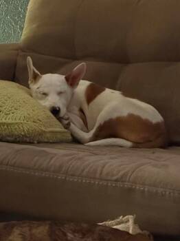 Dorothy -  Mixed Breed and Terrier Dog for Adoption in Crocker, Missouri - Dorothy | PetCurious