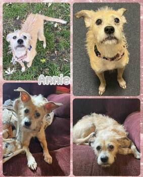 Rescue Mixed Breed Dogs for Adoption in Lancaster, New York - Annie | PetCurious