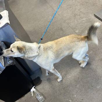 111986 -  Mixed Breed Dog for Adoption in Las Cruces, New Mexico - 111986 | PetCurious