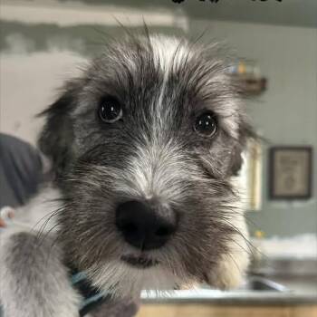 Terrier Dogs Available for Adoption in Niagara Falls, Ontario - Buda (20260421-04) | PetCurious
