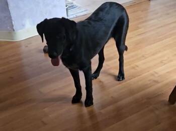 Blue -  Labrador Retriever Dog for Adoption in Springville, New York - Blue | PetCurious