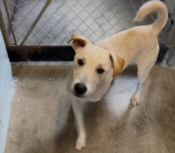 Rescue Labrador Retriever and German Shepherd Dog Dogs for Adoption in Sistersville, West Virginia - Lynx | PetCurious